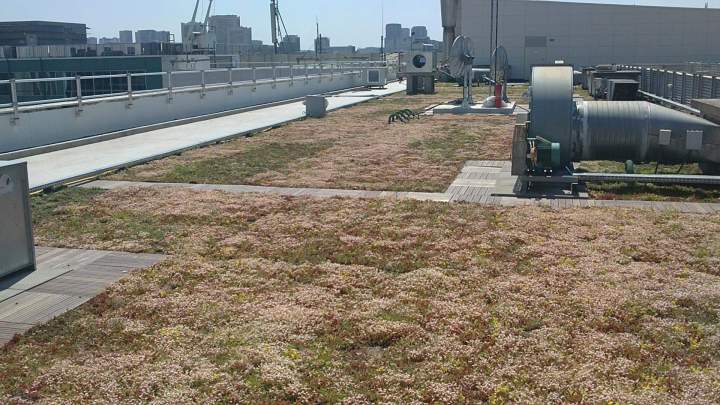 Toiture végétalisée Île-de-France